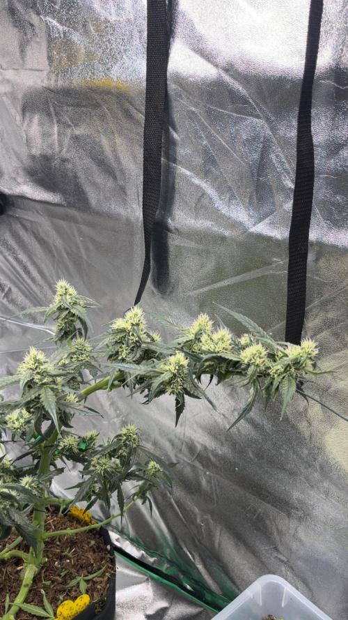 Orginal Trainwreck Auto. Week 8 - Tag 56 Blütetag 22
