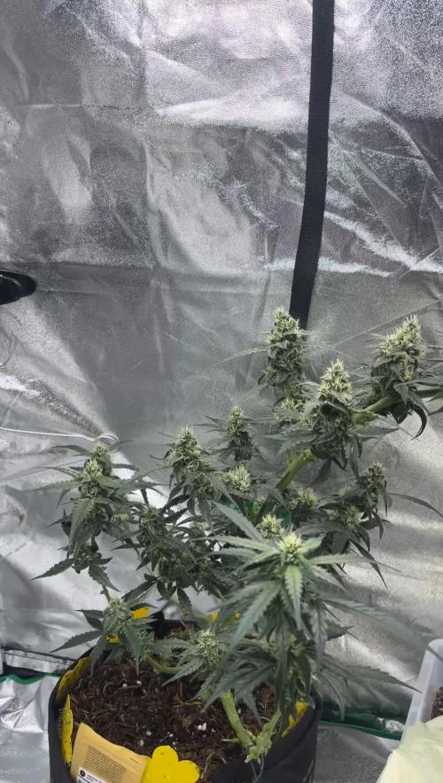 Orginal Trainwreck Auto