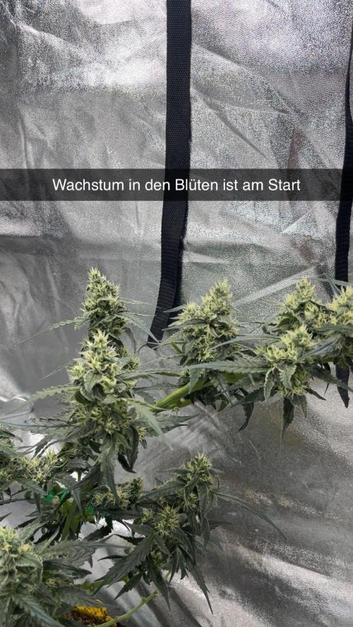 Orginal Trainwreck Auto. Week 9 - Tag 64 