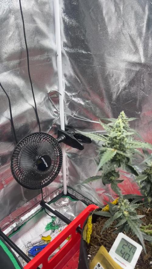 Orginal Trainwreck Auto