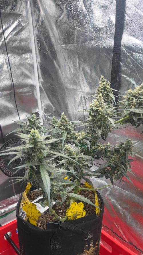 Orginal Trainwreck Auto. Week 10