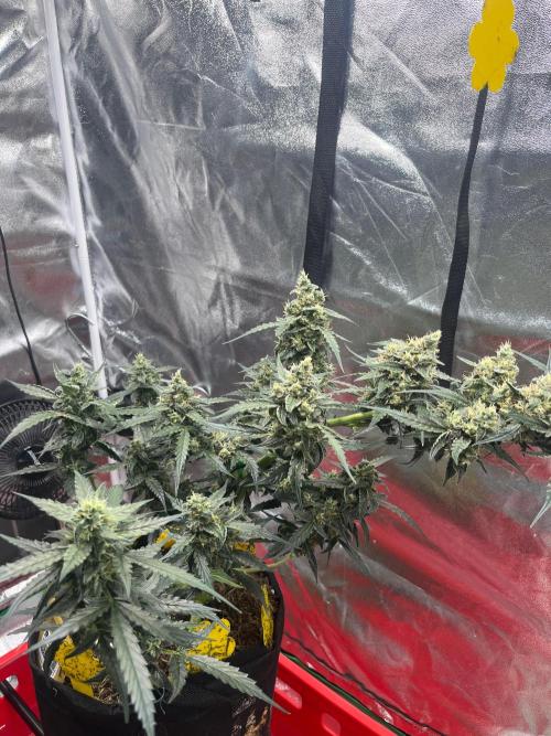 Orginal Trainwreck Auto. Week 10