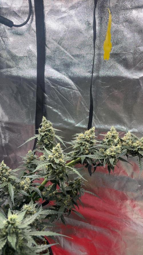 Orginal Trainwreck Auto. Week 10