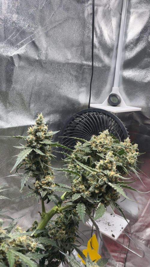 Orginal Trainwreck Auto. Week 11