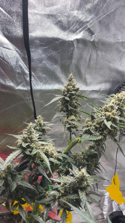 Orginal Trainwreck Auto. Week 11