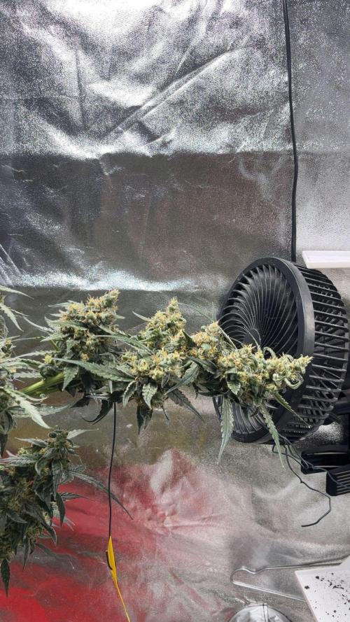 Orginal Trainwreck Auto. Week 11