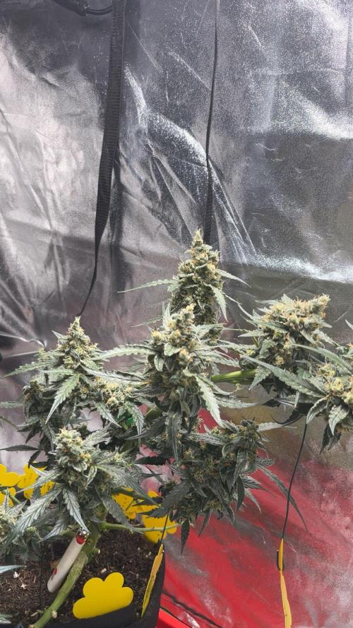 Orginal Trainwreck Auto. Week 11