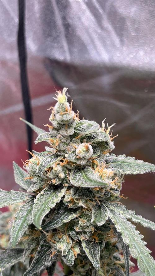 Orginal Trainwreck Auto. Week 11