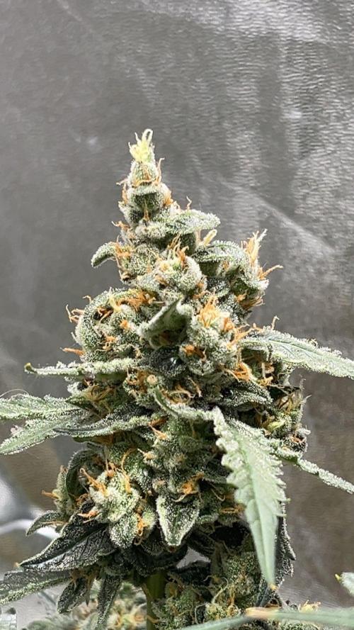 Orginal Trainwreck Auto. Week 12