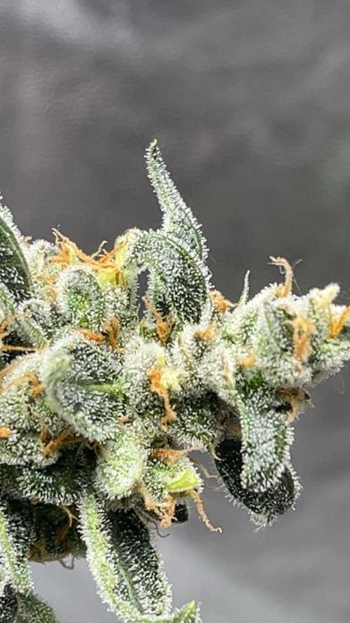 Orginal Trainwreck Auto. Week 12