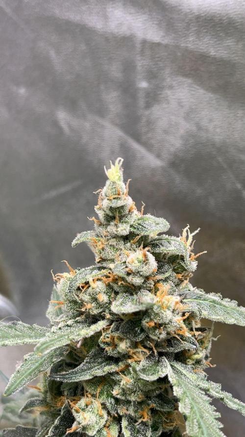 Orginal Trainwreck Auto. Week 12