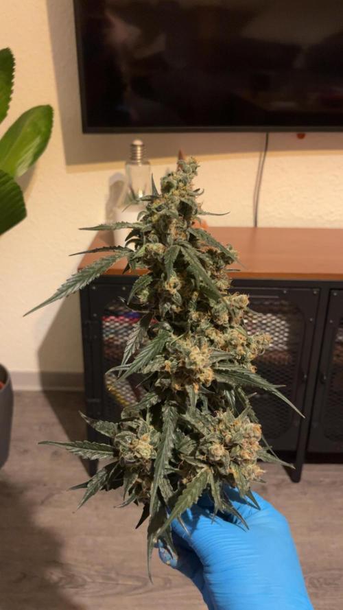 Orginal Trainwreck Auto. Week 12