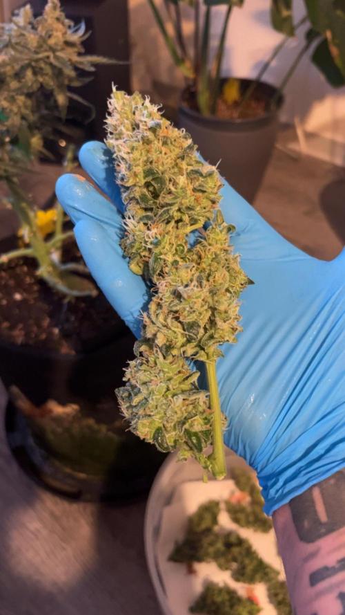 Orginal Trainwreck Auto. Week 12