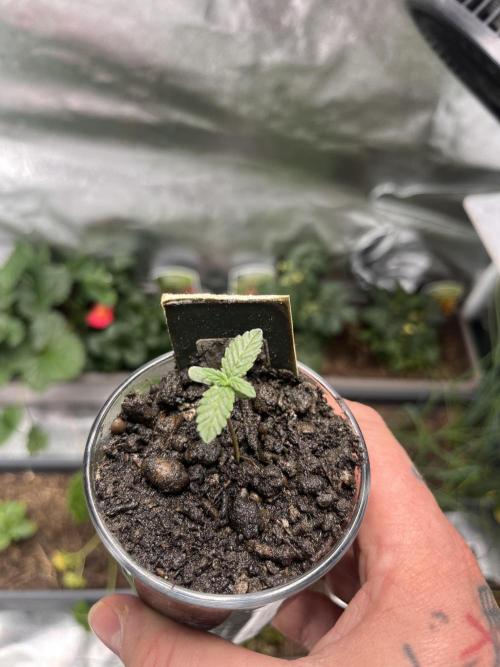 Dos Si Dos 33. Week 0