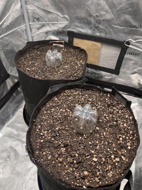 Tropicana Cookies Auto. Week 0