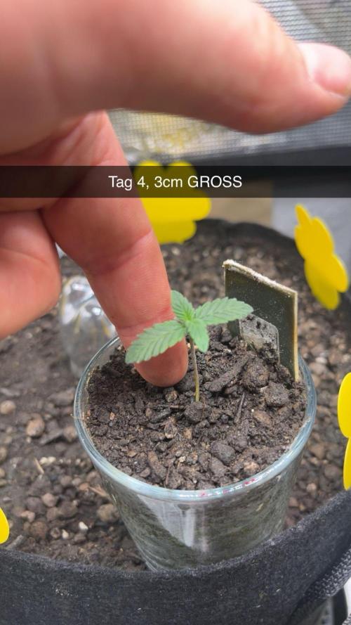 DoSiDos 33. Week 1 - Tag 4