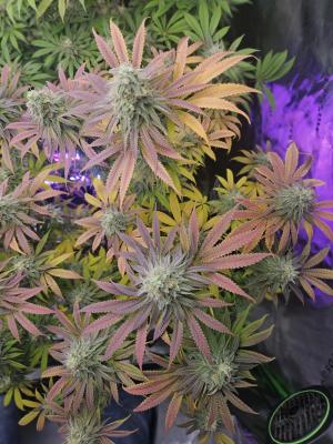 Comment by GunnzGrowz photo #1