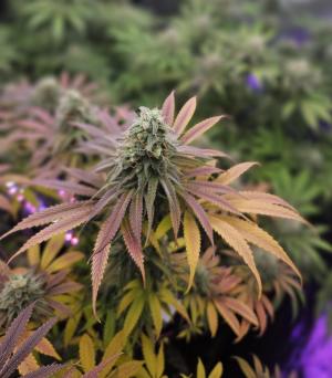 Comment by GunnzGrowz photo #2