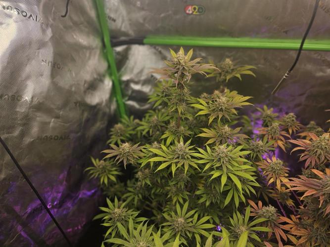 Wicked. Week 7