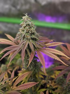 Comment by GunnzGrowz photo #1