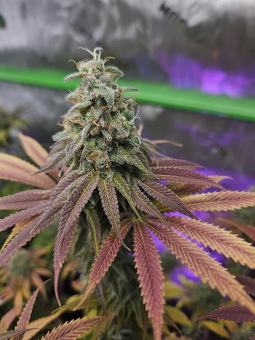 Wicked. Week 7 - Ampersand (slurpicane)