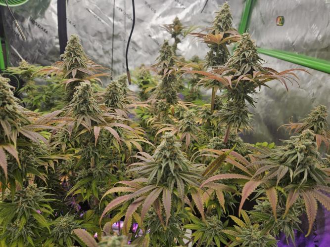 Wicked. Week 7 - Ampersand (slurpicane)