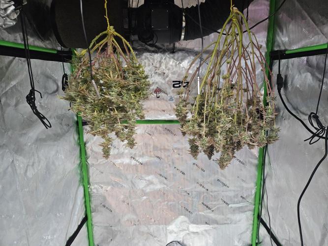 Slurpicane. Week 8