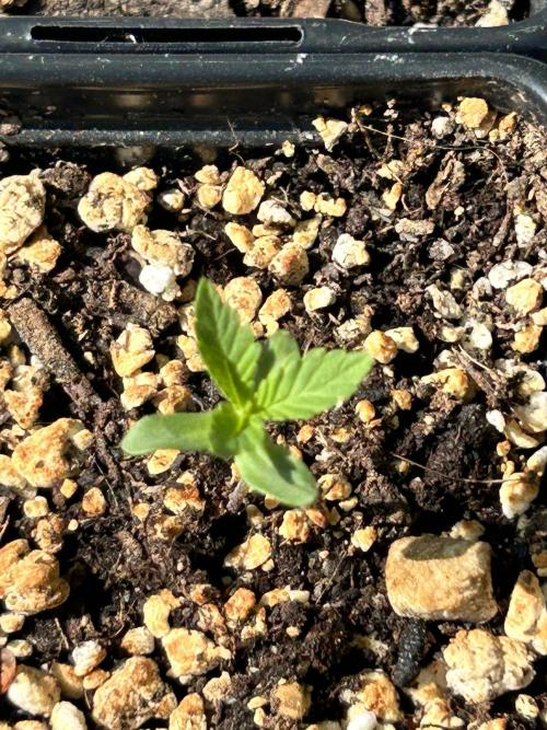 Candy Hustle. Week 0 - Candy Hustle #1