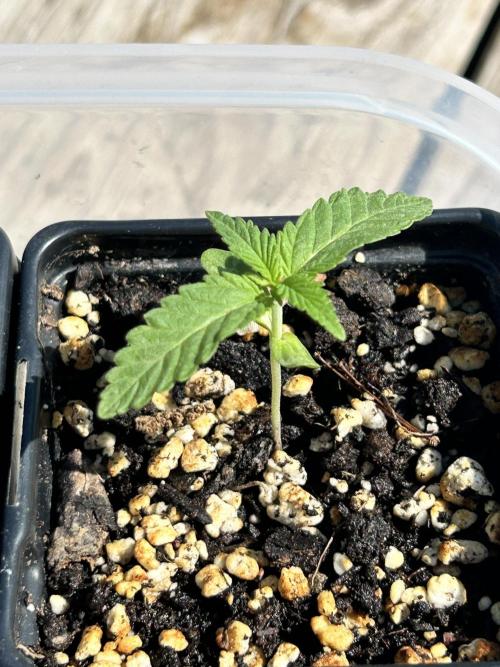 Candy Hustle. Week 0