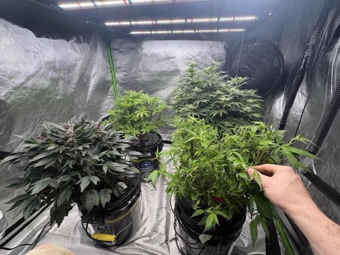 Purple Crash. Week 1 - Back left is the purple crash from green point seeds.