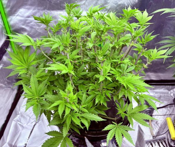 Purple Crash. Week 1 - I defoliated today.  PH is right at 5.83. 