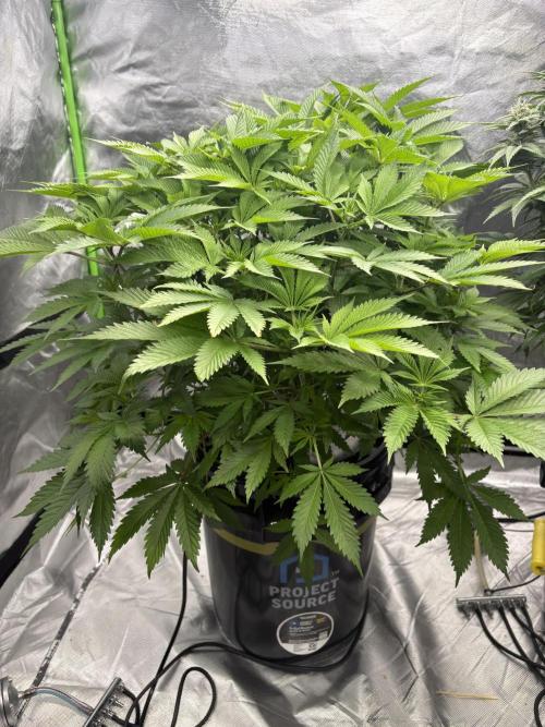 Purple Crash. Week 2
