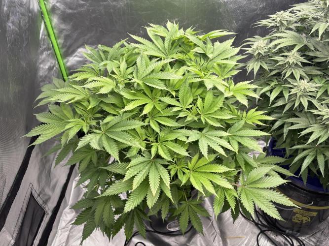 Purple Crash. Week 2