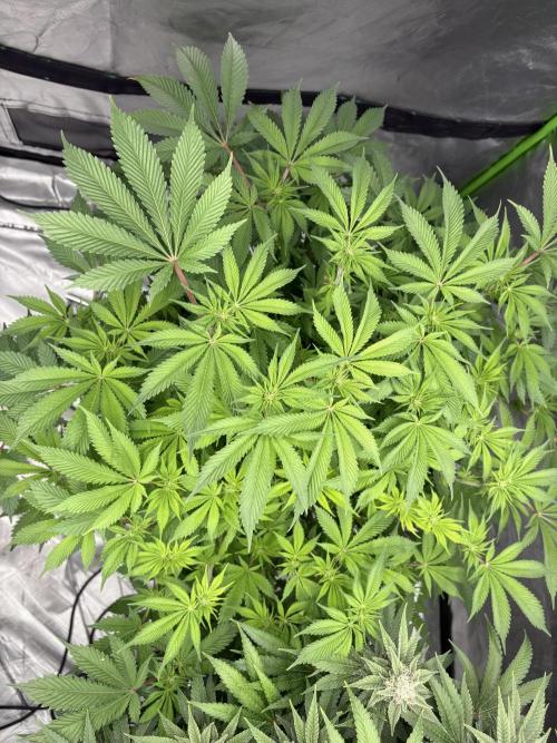Purple Crash. Week 3