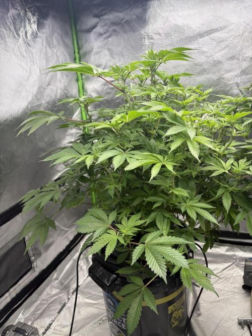 Purple Crash. Week 3