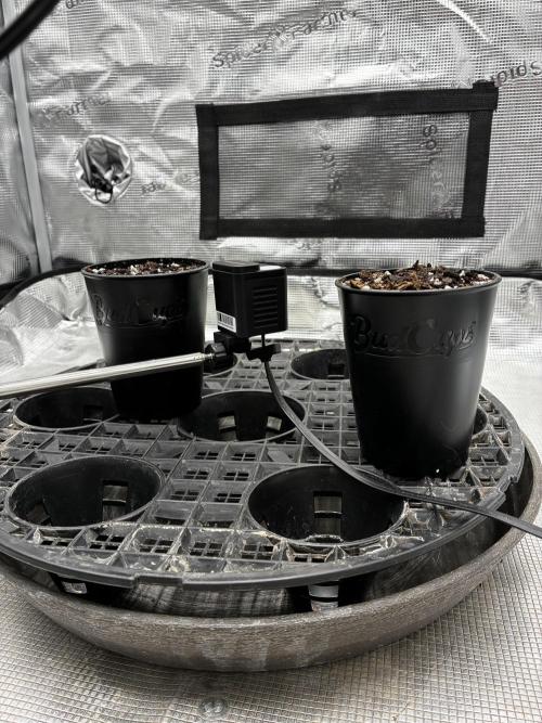 Frostbanger Auto. Week 0 - Day 3 Happy Frog in Bud Cups
