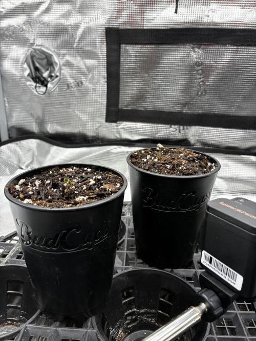 Frostbanger Auto. Week 0 - Day 5 sprouting