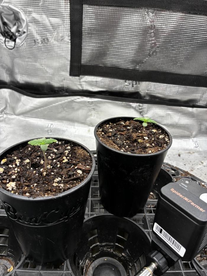 Frostbanger Auto. Week 1 - Day 8 Still in 16oz cups about 2oz of water