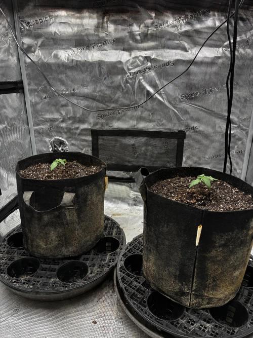 Frostbanger Auto. Week 2