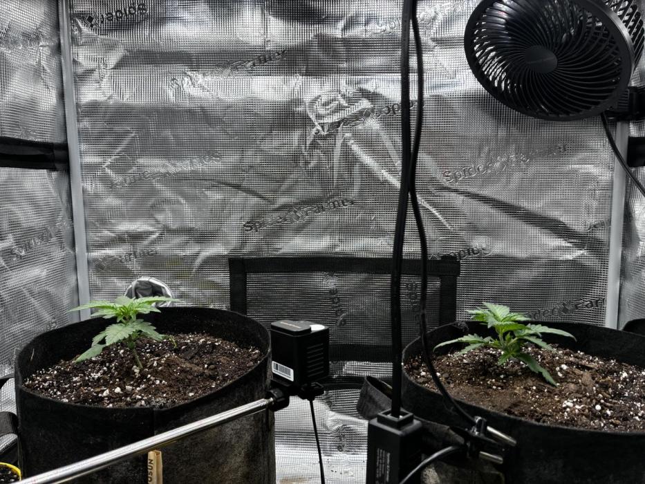 Frostbanger Auto. Week 3