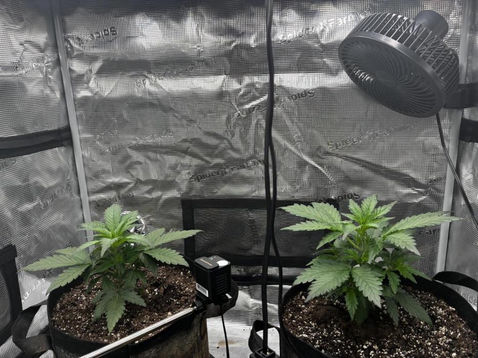 Frostbanger Auto. Week 4
