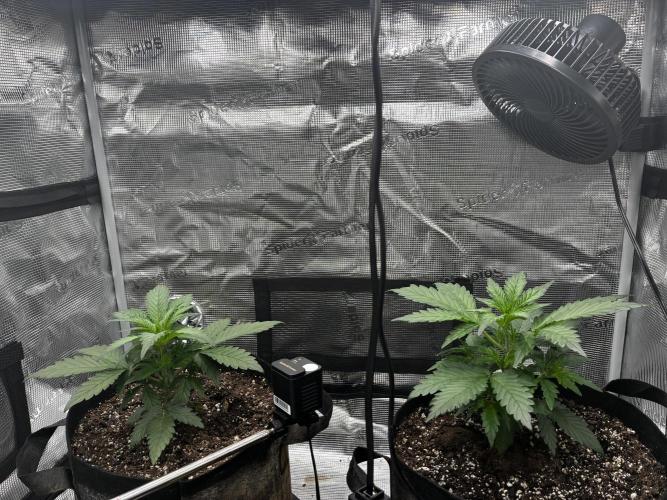 Frostbanger Auto. Week 4