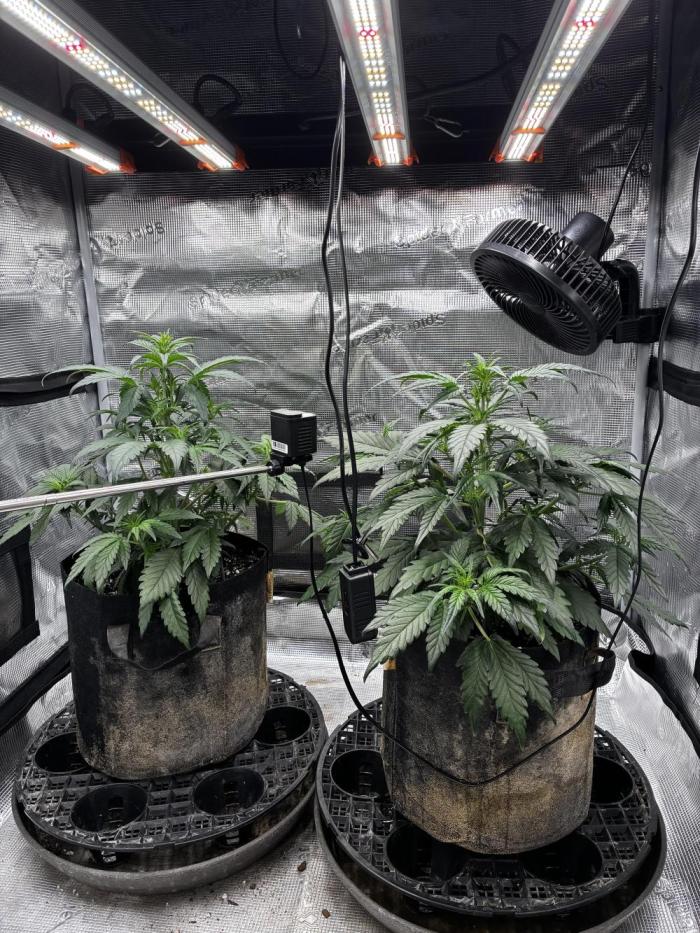 Frostbanger Auto. Week 5