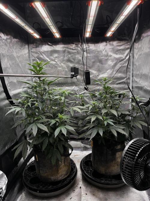 Frostbanger Auto. Week 6