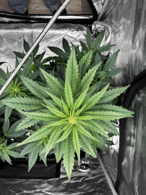 Frostbanger Auto. Week 6