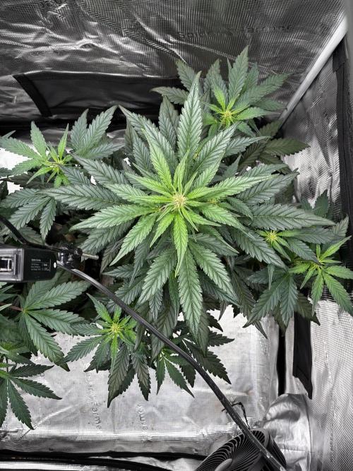 Frostbanger Auto. Week 6