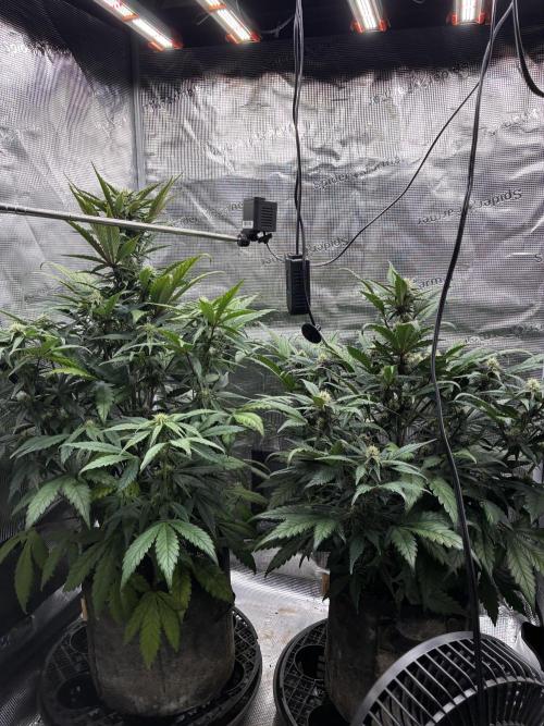 Frostbanger Auto. Week 7