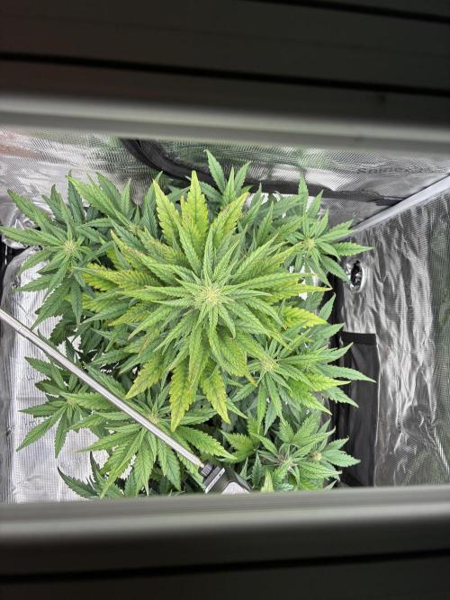 Frostbanger Auto. Week 7