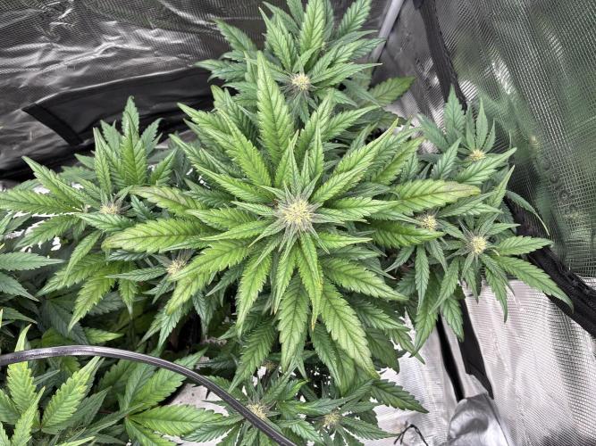 Frostbanger Auto. Week 7