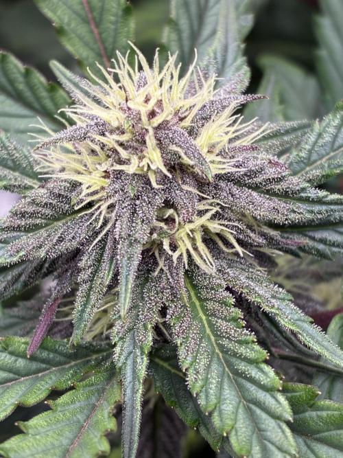 Frostbanger Auto. Week 7 - Getting frosty